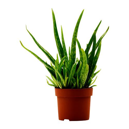 IKEA aloe vera potted plant, $3.99