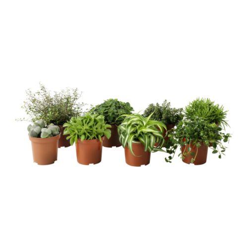 himalayamix-potted-pIKEA Himalayamix potted plant, $2.49lant__67453_PE181294_S4