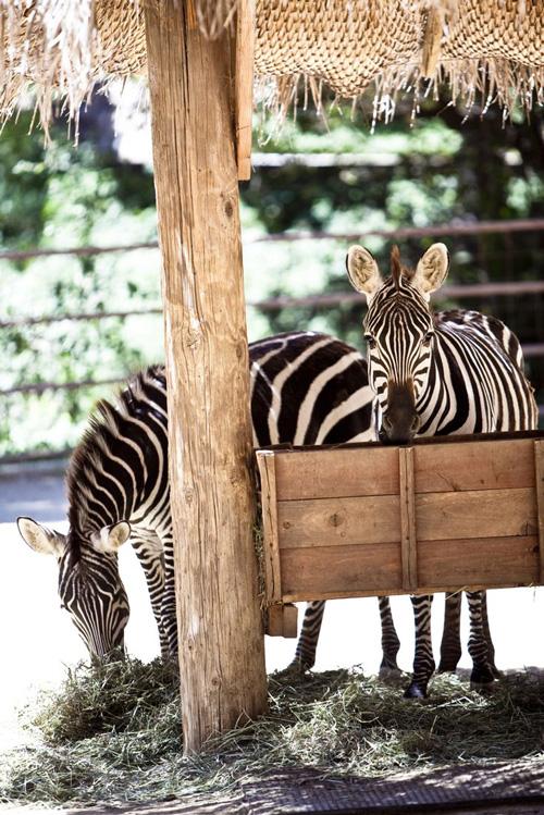 ranco-las-lomas-zebras