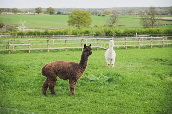 england-real-wedding-duncan-cox-photography-2