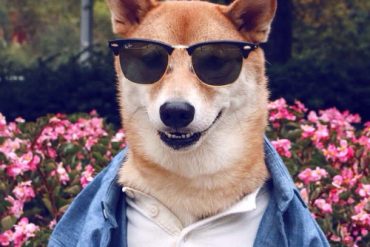 menswear dog