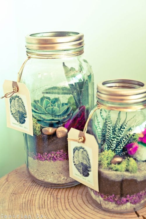 Mini Terranium Centerpiece or Favor