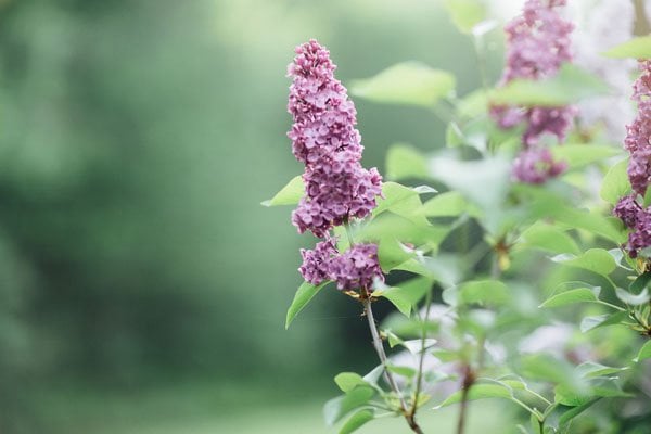 real-wedding-maine-tinker-backyard-014