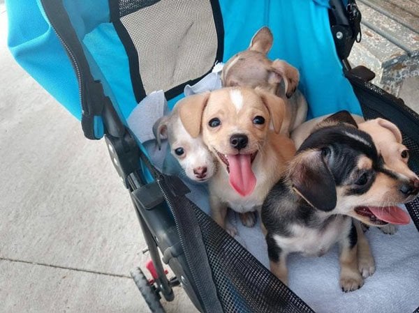 puppy bouquets