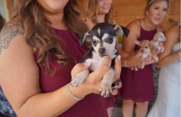 puppy bouquets
