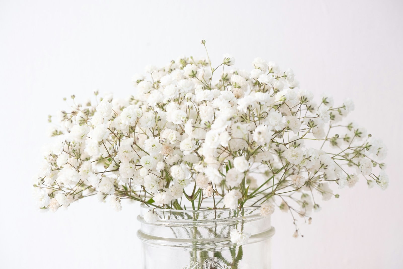 Full cloud of white baby's breath massed in a vase