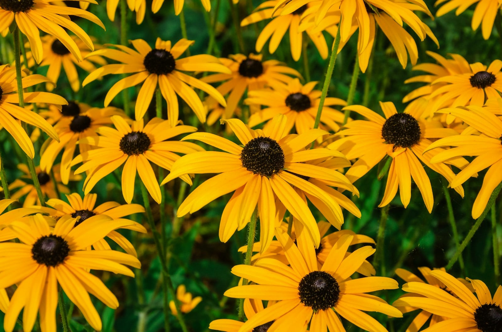 Field of yellow black-eyed Susans with dark button centers