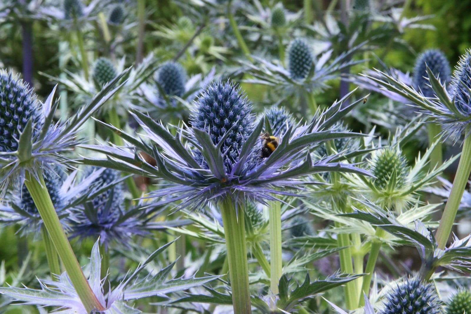 Spiky steel blue eryngium thistle up close