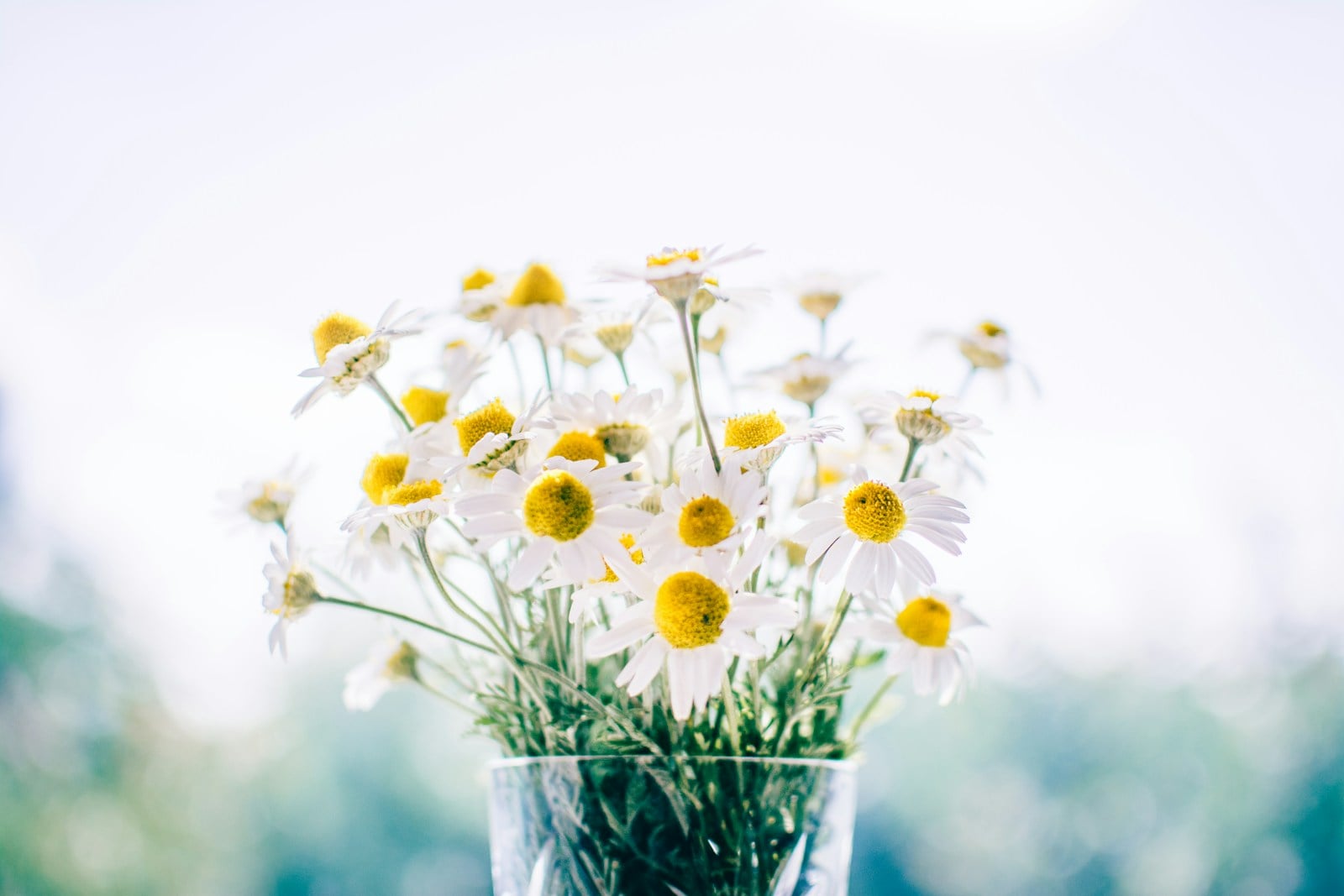Chamomile bouquet with tiny daisy blooms in a glass vase