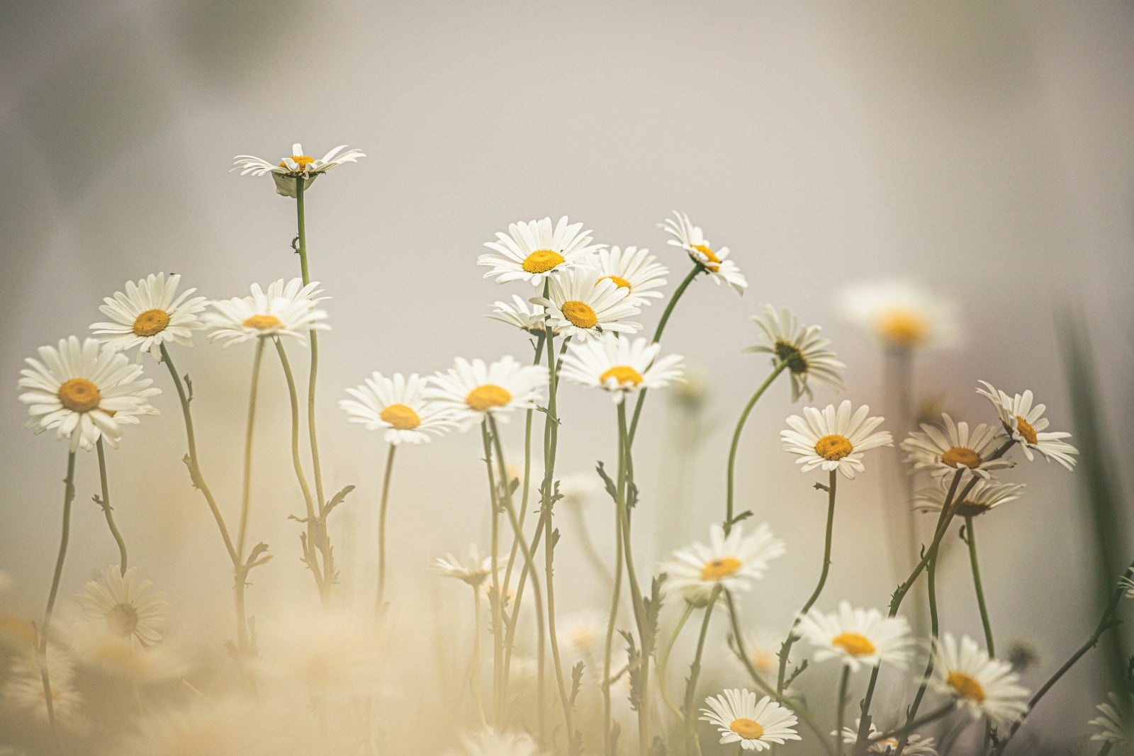 Wild daisies in a field in soft morning light