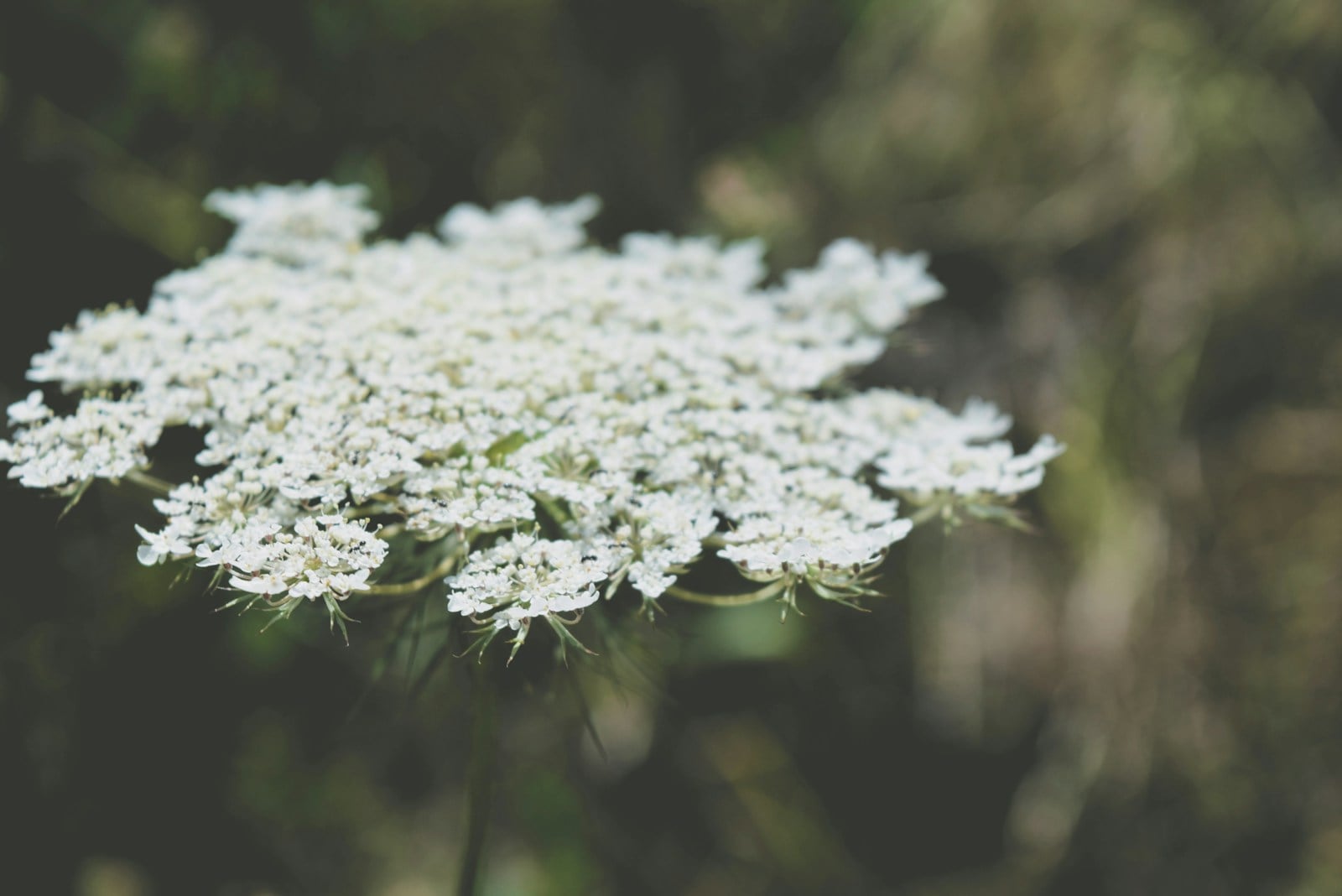 Flat white Queen Anne's lace bloom against dark greenery