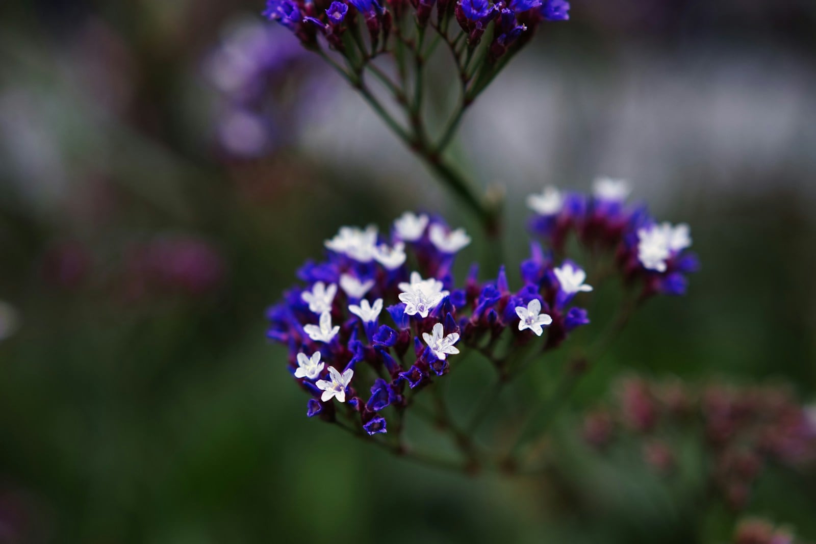Purple statice flowers with tiny white centers