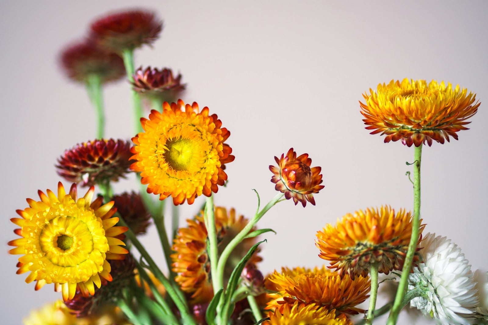 Orange and gold strawflowers with papery petals in vases
