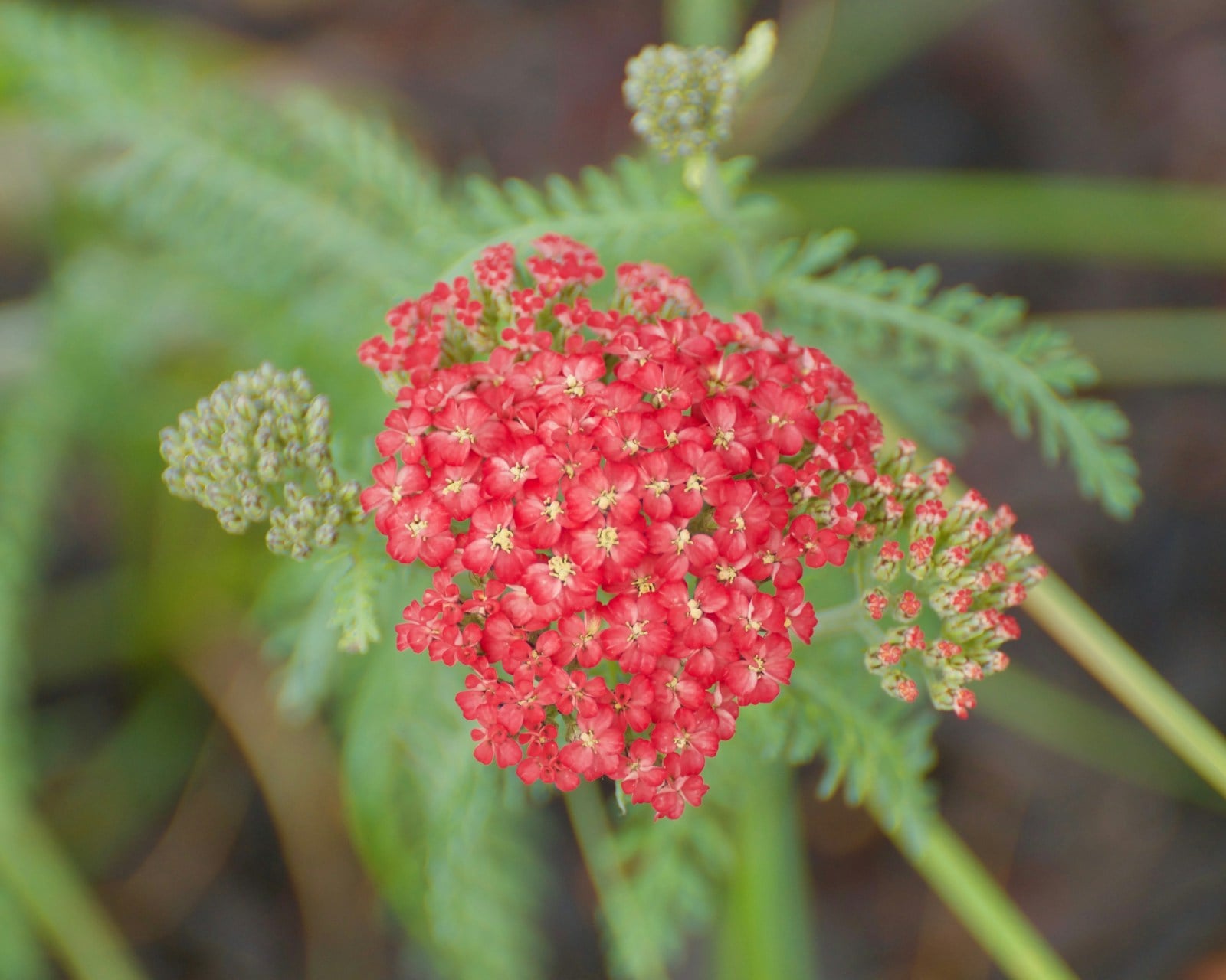 Yarrow flower cluster with ferny foliage