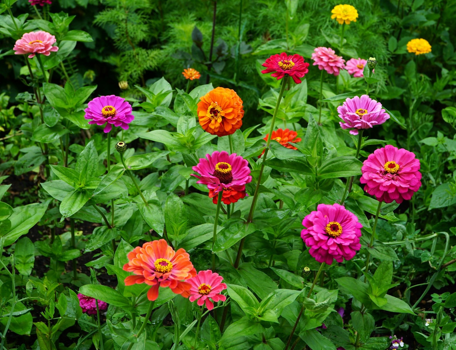 Pink and orange zinnias blooming in a garden bed